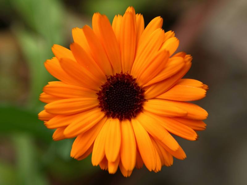 Marigold